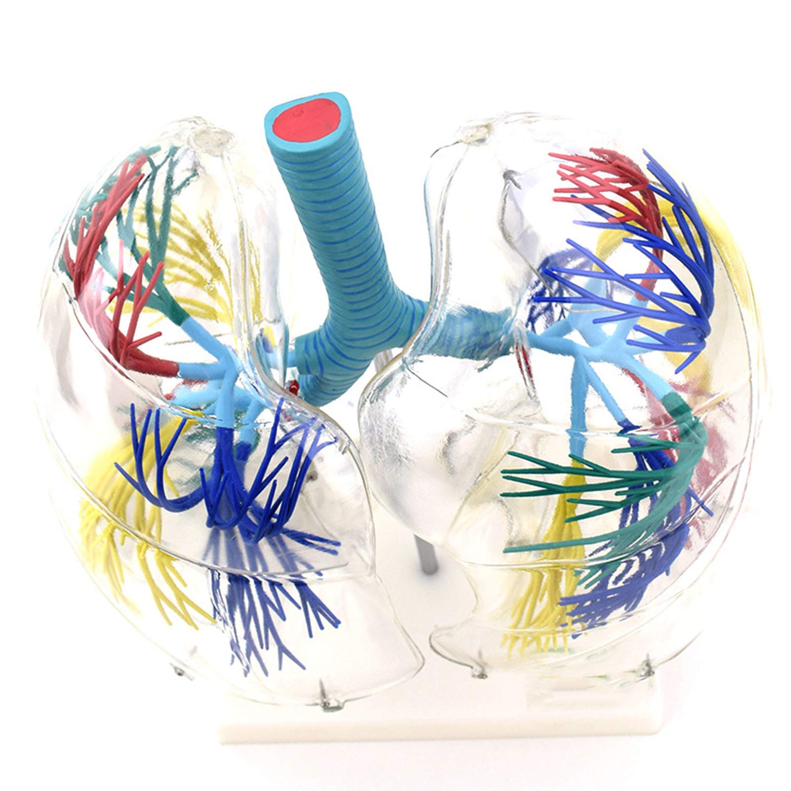 Anatomiemodelle, Bronchialbaum-Lungenanatomie, Thoraxchirurgie, Atemwegsmodell, Probe