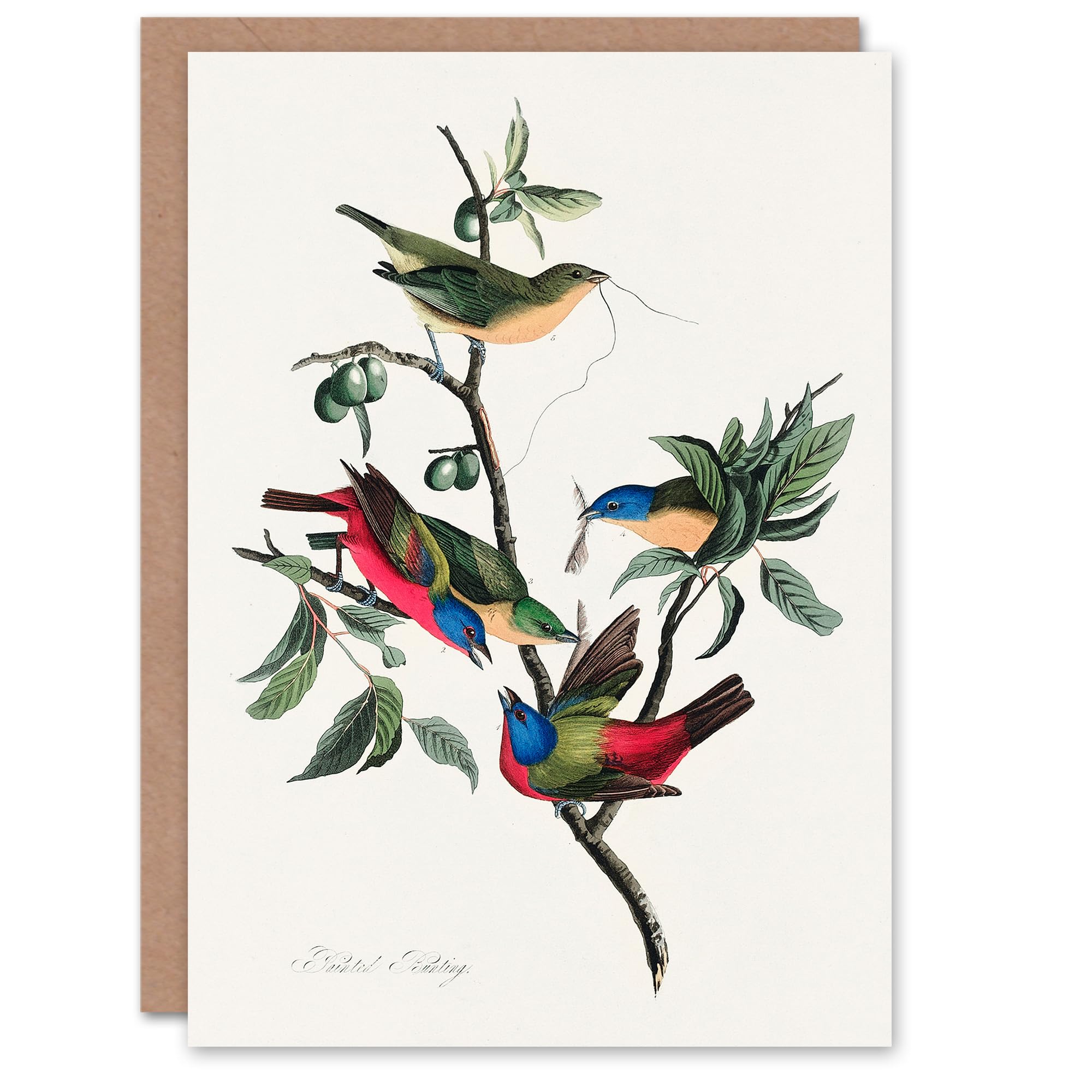 Artery8 John James Audubon Art Card Painted Finch on Olive Branch