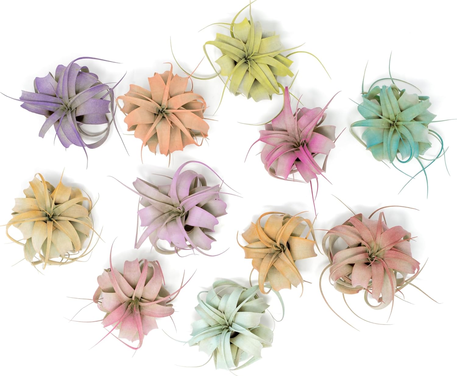 Fuchsia Colorful Tillandsia Air Plants - Long Lasting Color Enhanced Live Tillandsia Succulent House Plants - Home and Garden Decor - Easy Care Indoor/Outdoor Plants (Mini Xerographica, Pack of 3)