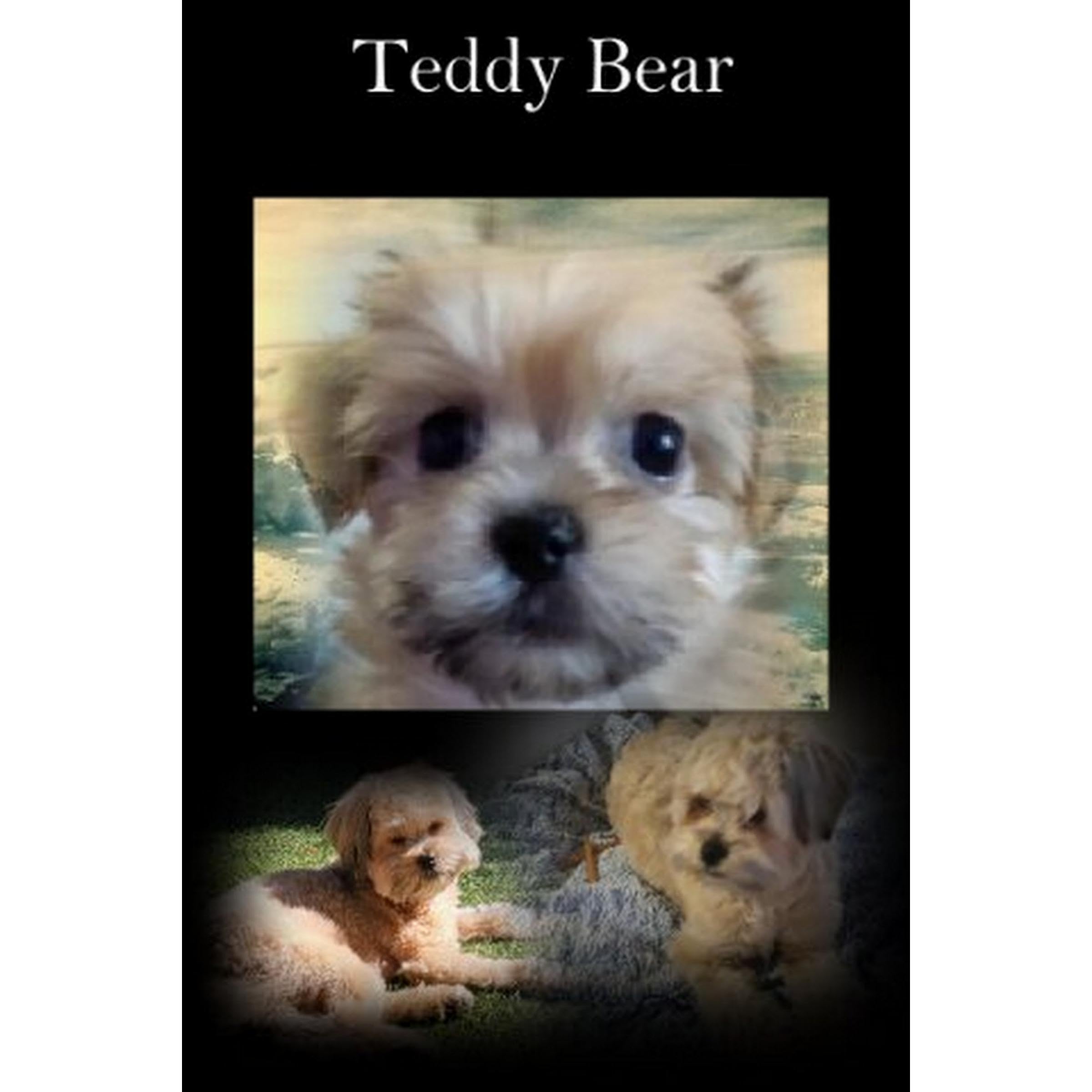 Teddy Bear