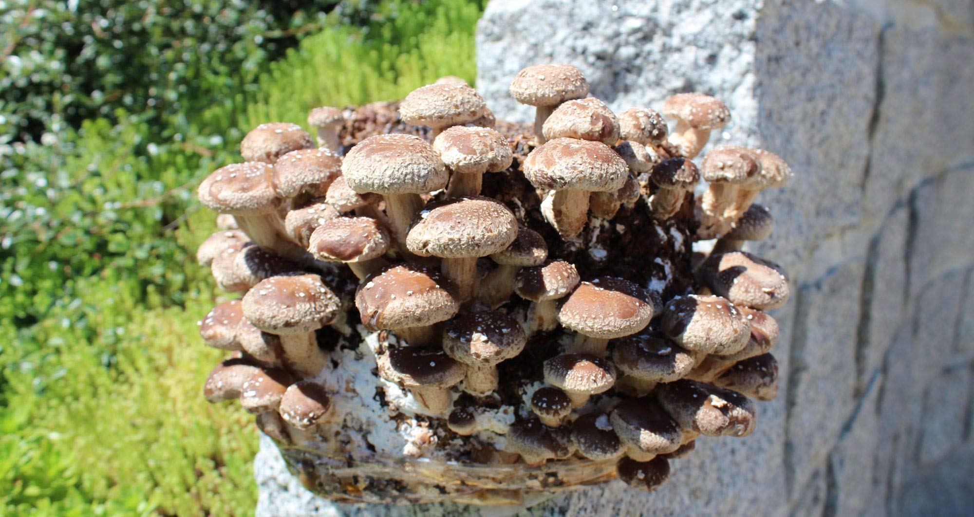Bio Shiitake Pilzzuchtkultur im Doppelpack - Pilze selber züchten