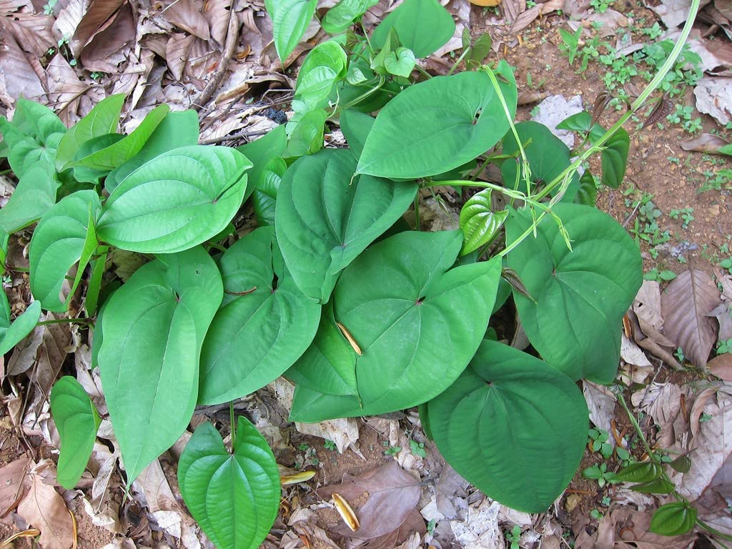 Creative Farmer Rare Dioscorea Alata Water Yam Root Vegetable Purple/White Rasa Valli Kilangu/Kachil/Thuppa Genasu/Kondfal (2 Tubers/Bulbs For Planting) (Healthy Live Plant) (B09SDGFXX7) Amazon Price History, Amazon Price Tracker