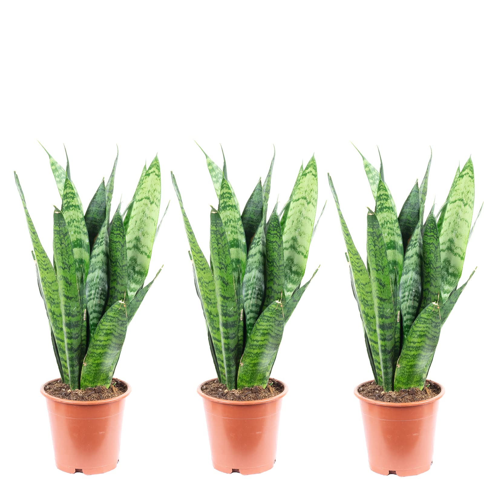 3er-Set Bogenhanf - echte Zimmerpflanze, Sansevieria trifasciata Black Coral - Höhe ca. 35 cm, Topf-Ø 12 cm