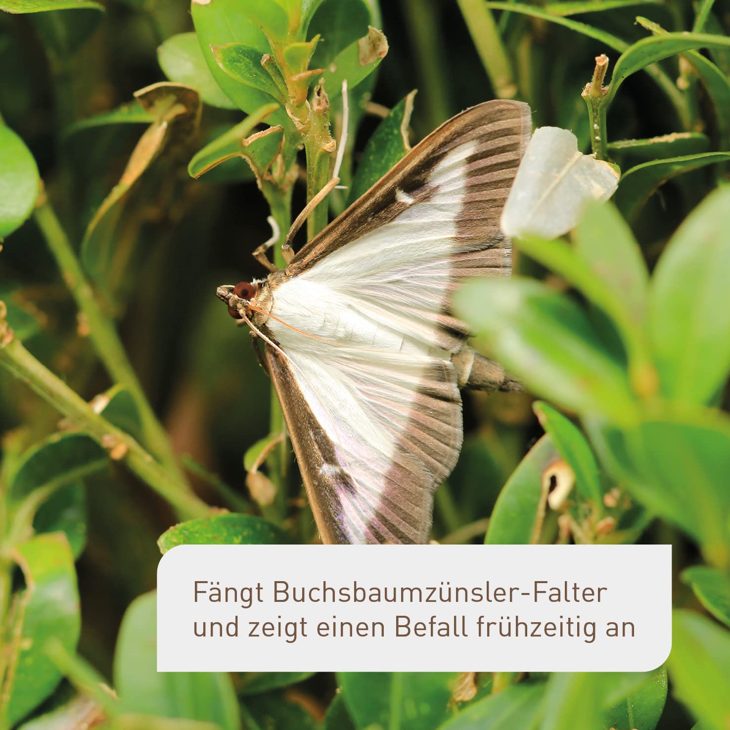 Plantura Zünslerfalle, insektizidfreie Pheromonfalle für Buchsbaumzünsler, 2 Stück
