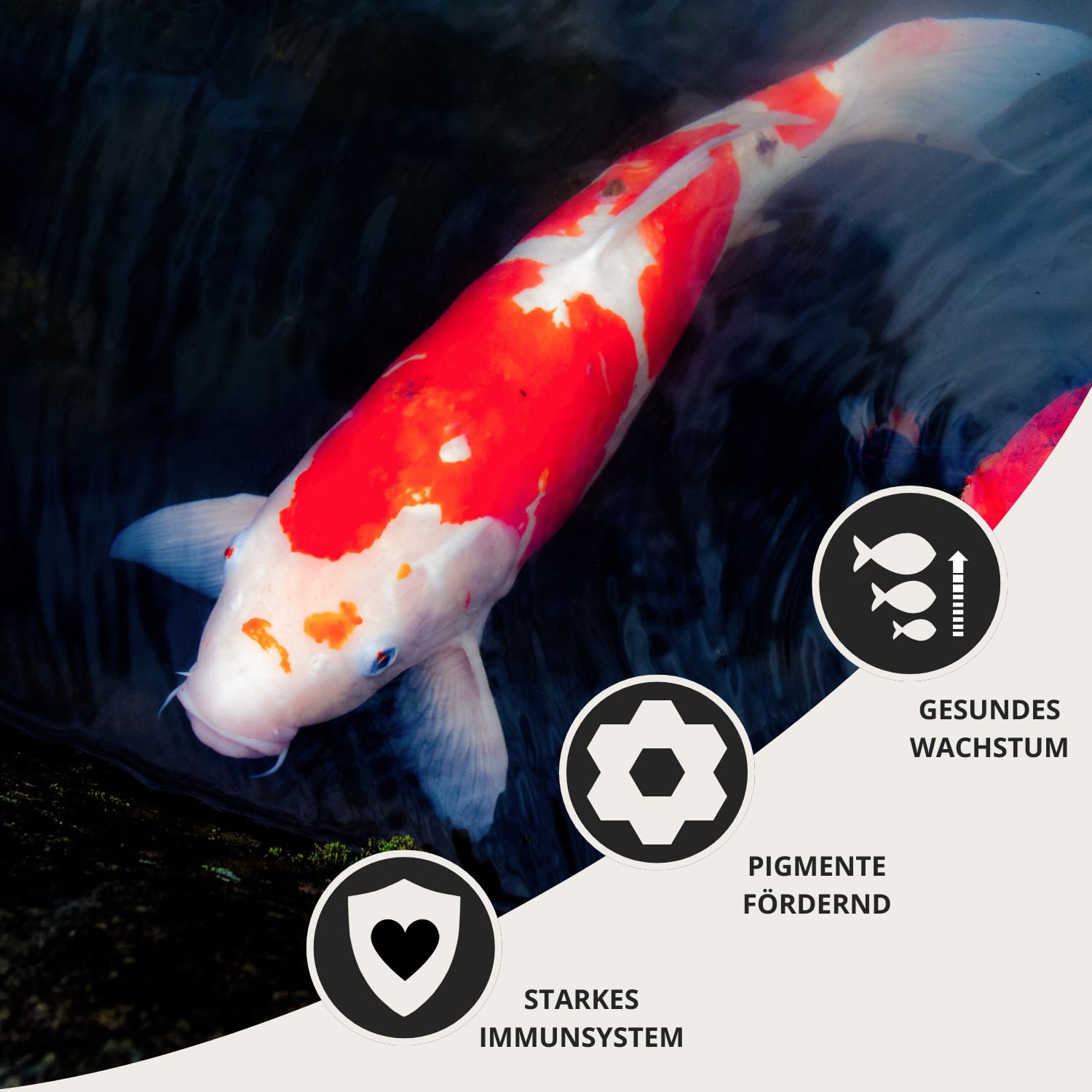 KI-JA-KO Color - Premium Groeivoer Met Carotenoïden En Krill Voor Koi Intensiteit Van Pigmentatie Op Natuurlijke Wijze Ondersteund 3 Kg 3mm