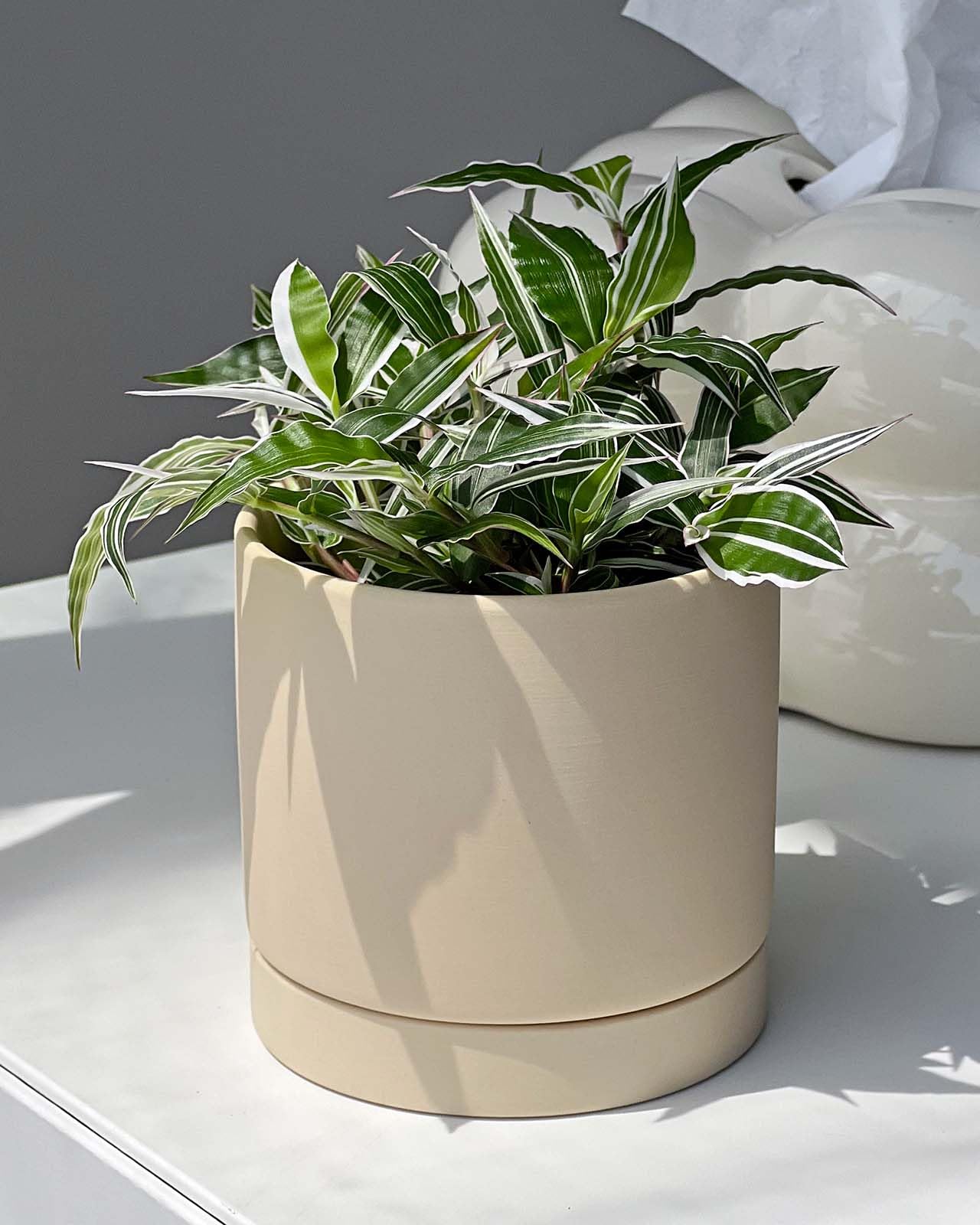 Amazon｜inakougei（イナコウゲイ） 観葉植物 おしゃれ 小さめ ミニ