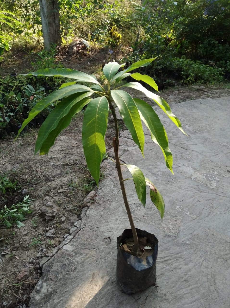 Siam Garden Live Sweet Mallika Mango Bonsai Fruit Tree Healthy Live Plant