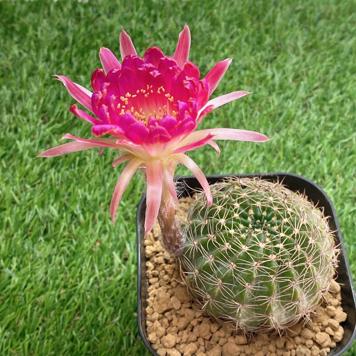 Amazon.co.jp: ピンク花！多肉植物 花サボテン ロビビア エキノプシス