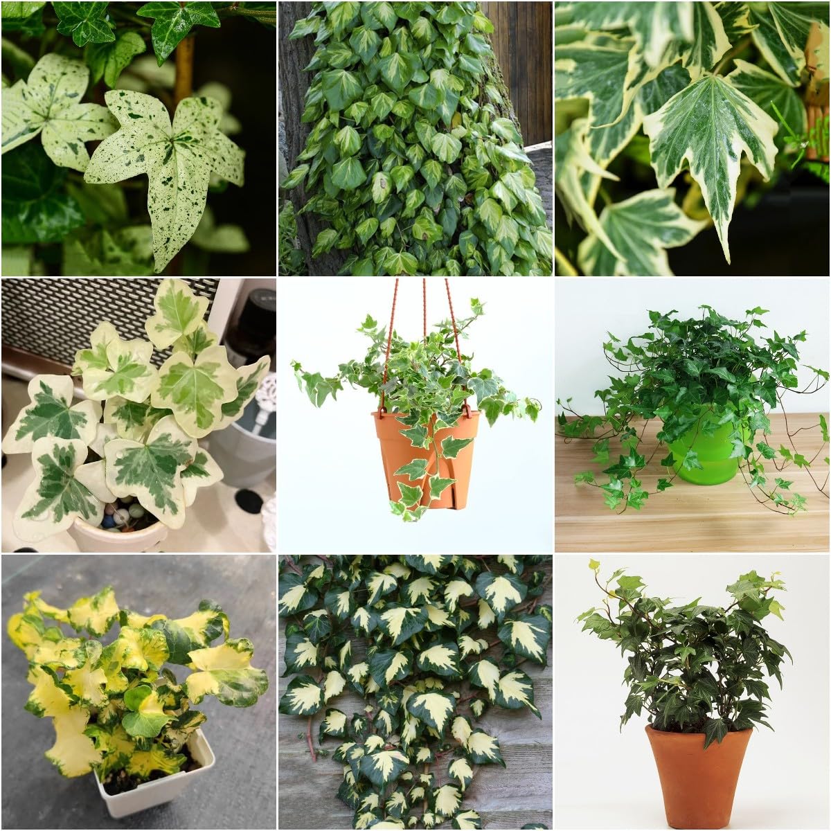 Generic 100 Piezas Semillas De Hiedra Perenne, Enredaderas De Hiedra, Enredaderas De Hiedra Pared Verde, Plantas Deco Vid (Hedera Nepalensis) Plantas De Jardín, Plantas Decorativas
