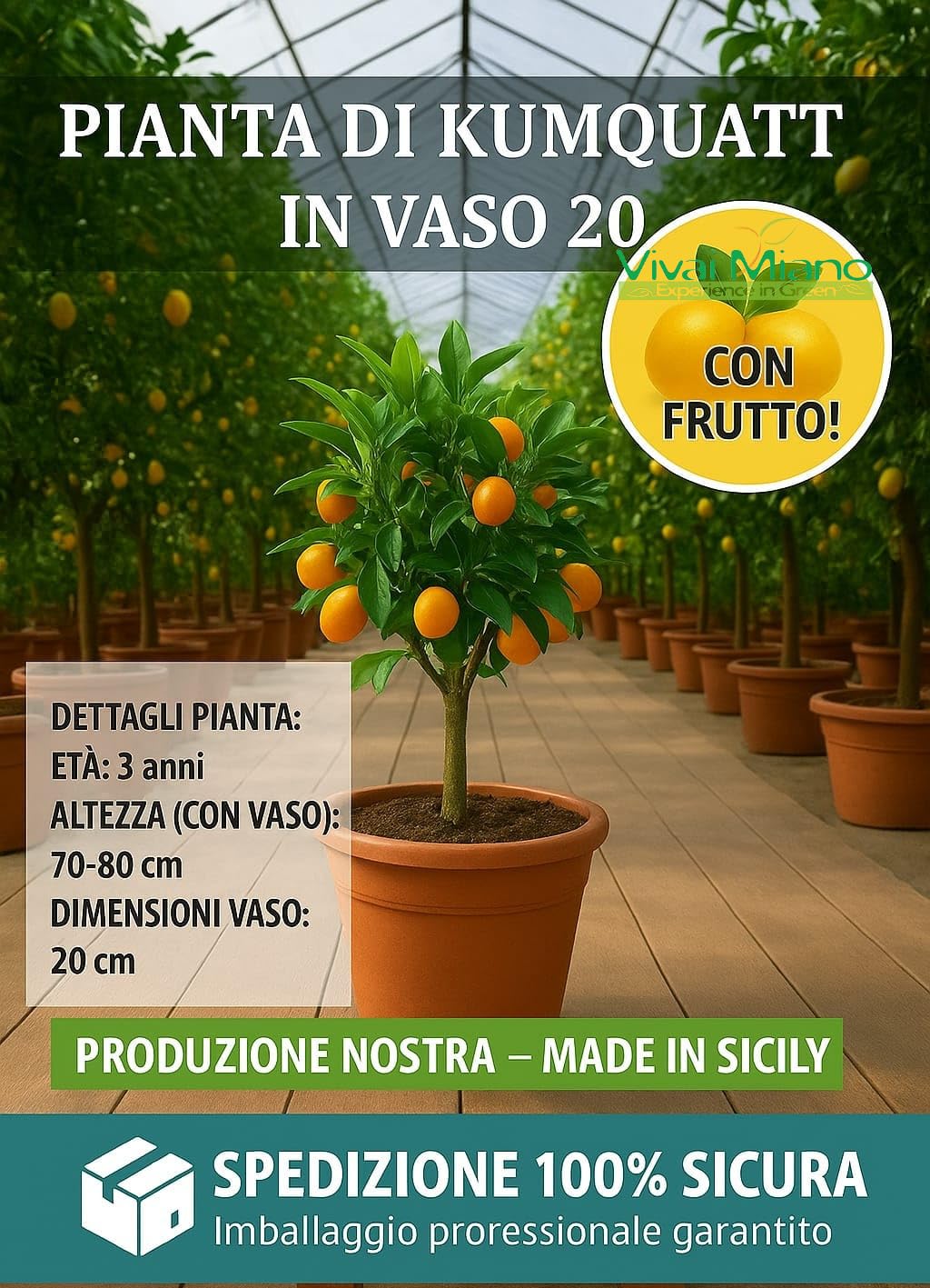 Pianta di Kumquat - Mandarino Cinese (vaso - 20) con frutto - Immagine reale