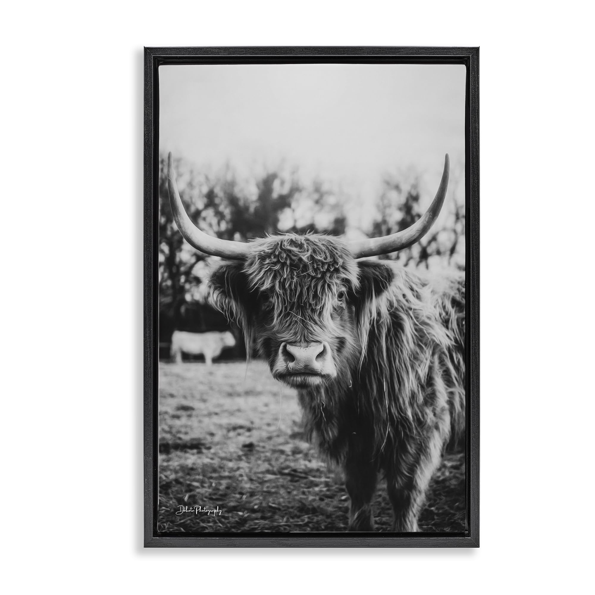 Stupell Industries 'Peering Highland Cattle', Floating Frame Canvas Art, Black, 21 x 31 Inches, Easy to Hang and Sturdy, Made in USA, by Dakota Diener