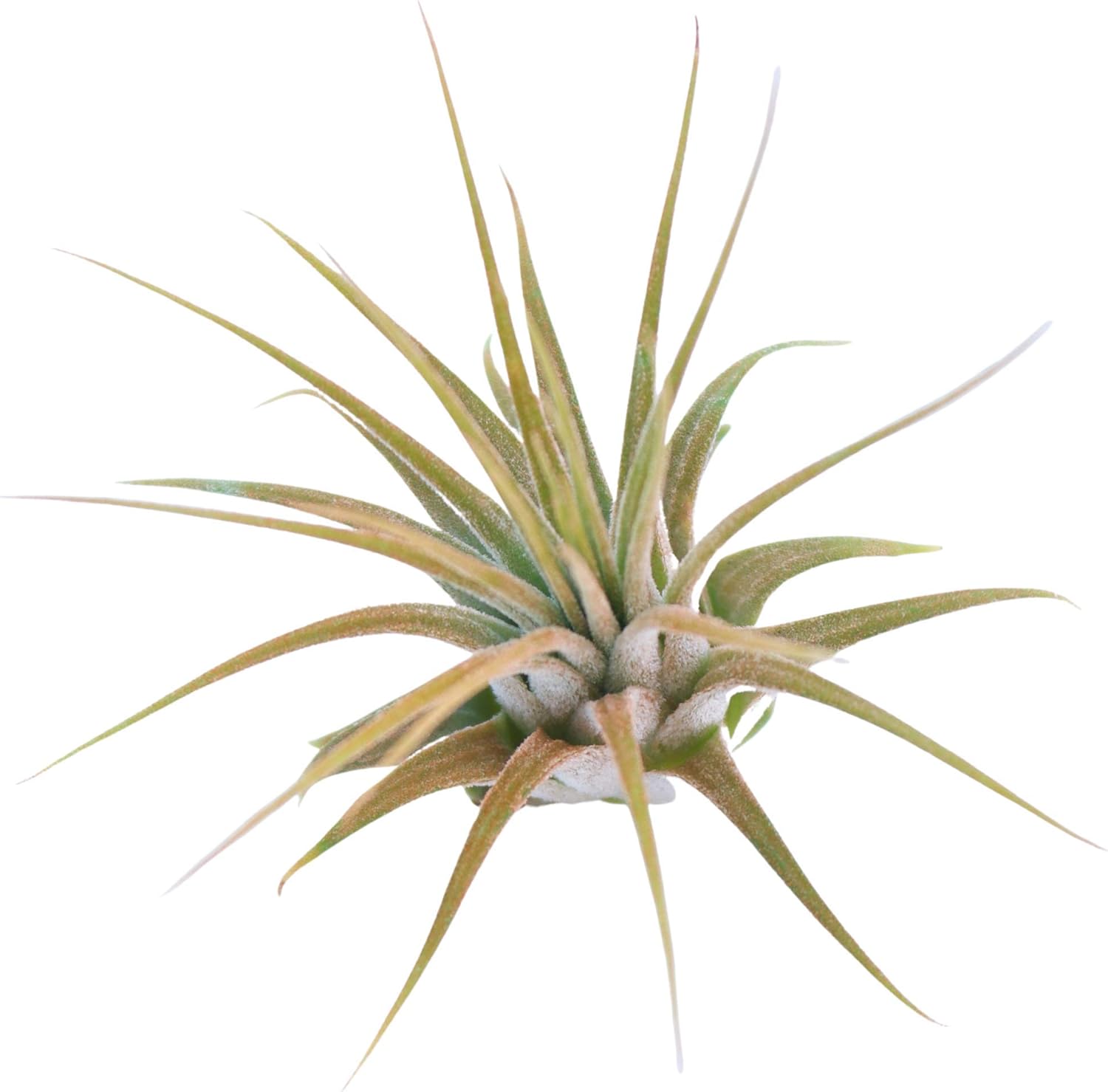 Mama's Natural Remedies Color Enhanced Air Plants Live