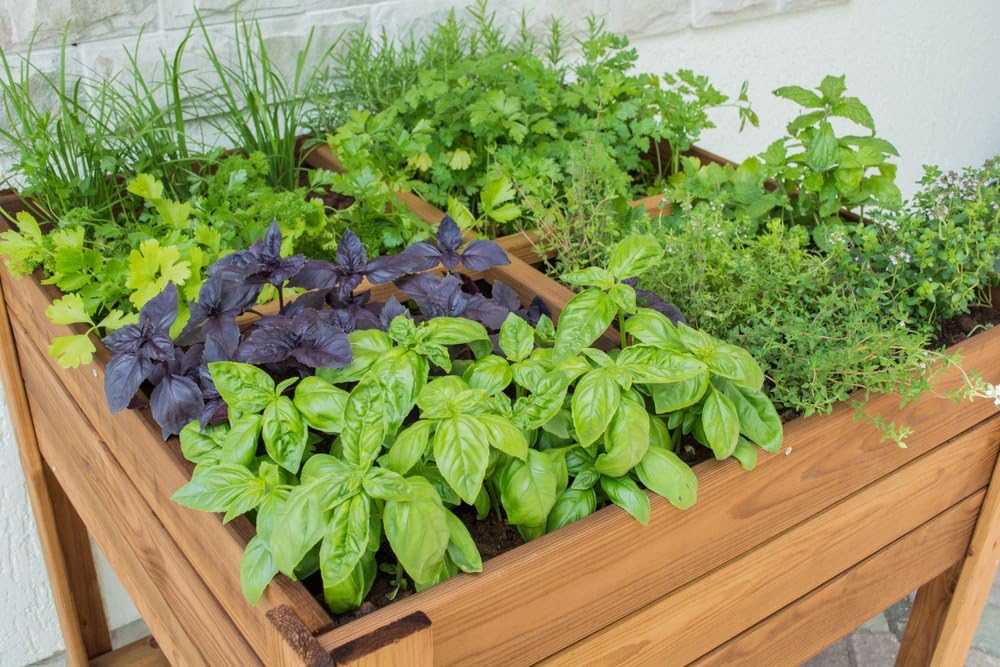 EKJU FSC Four Section Vegetable Raised Bed with Shelf - Pressure Treated Brown Spruce Wood