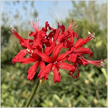 Perennial Lycoris Bulbs Spider Lily Bulbs Rare and Beautiful Lycoris Bulbs in Bulk,Professional Planting for Stunning Garden Displays-4 Bulbs-H