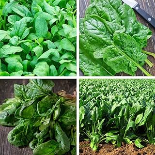 600+ Spinach Seeds for Planting