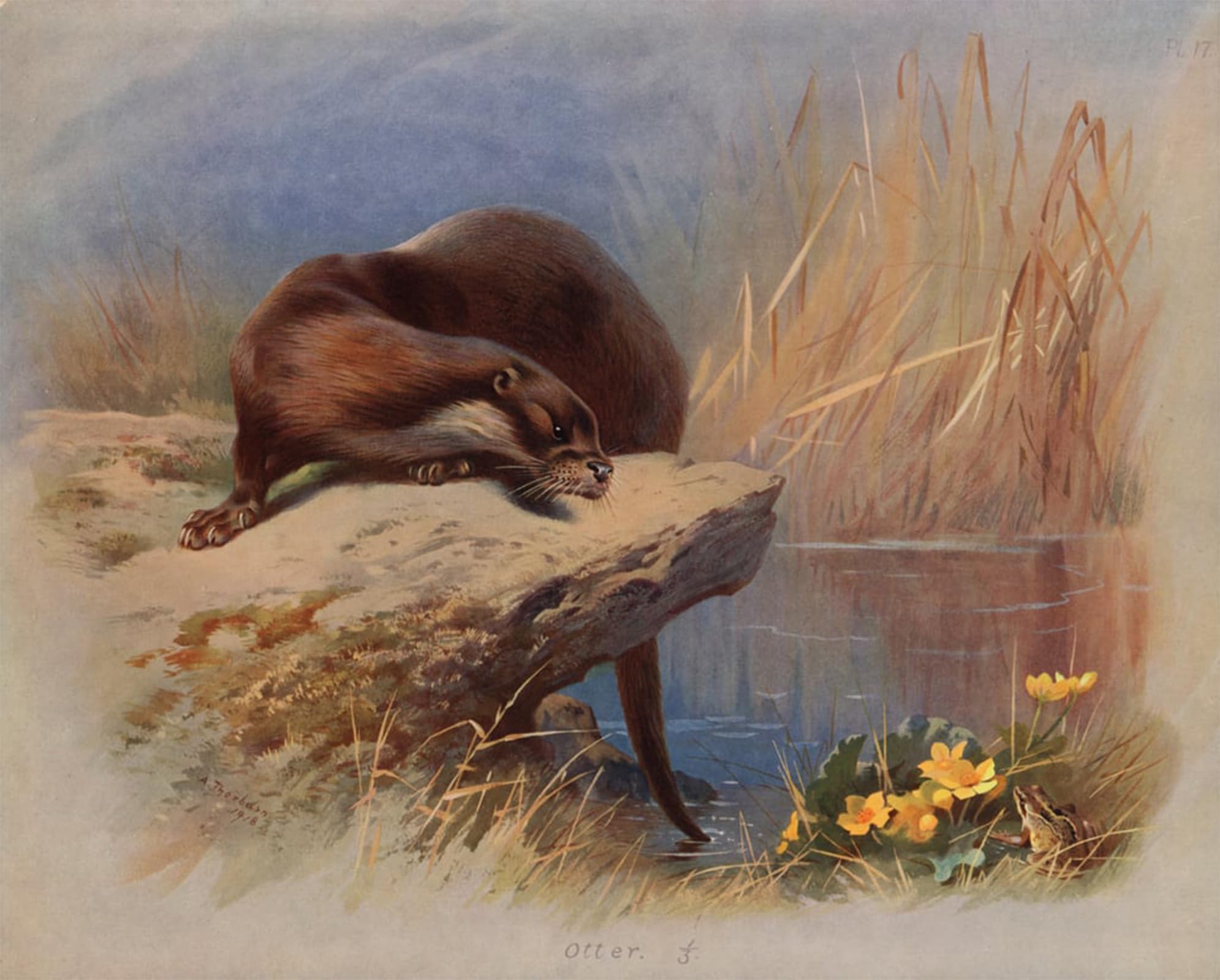 ARTXLXXBN Famous Painting Canvas Artwork Graffiti Print Otter by Archibald Thorburn Portrait Canvas Image for Home Decor 60x90cm