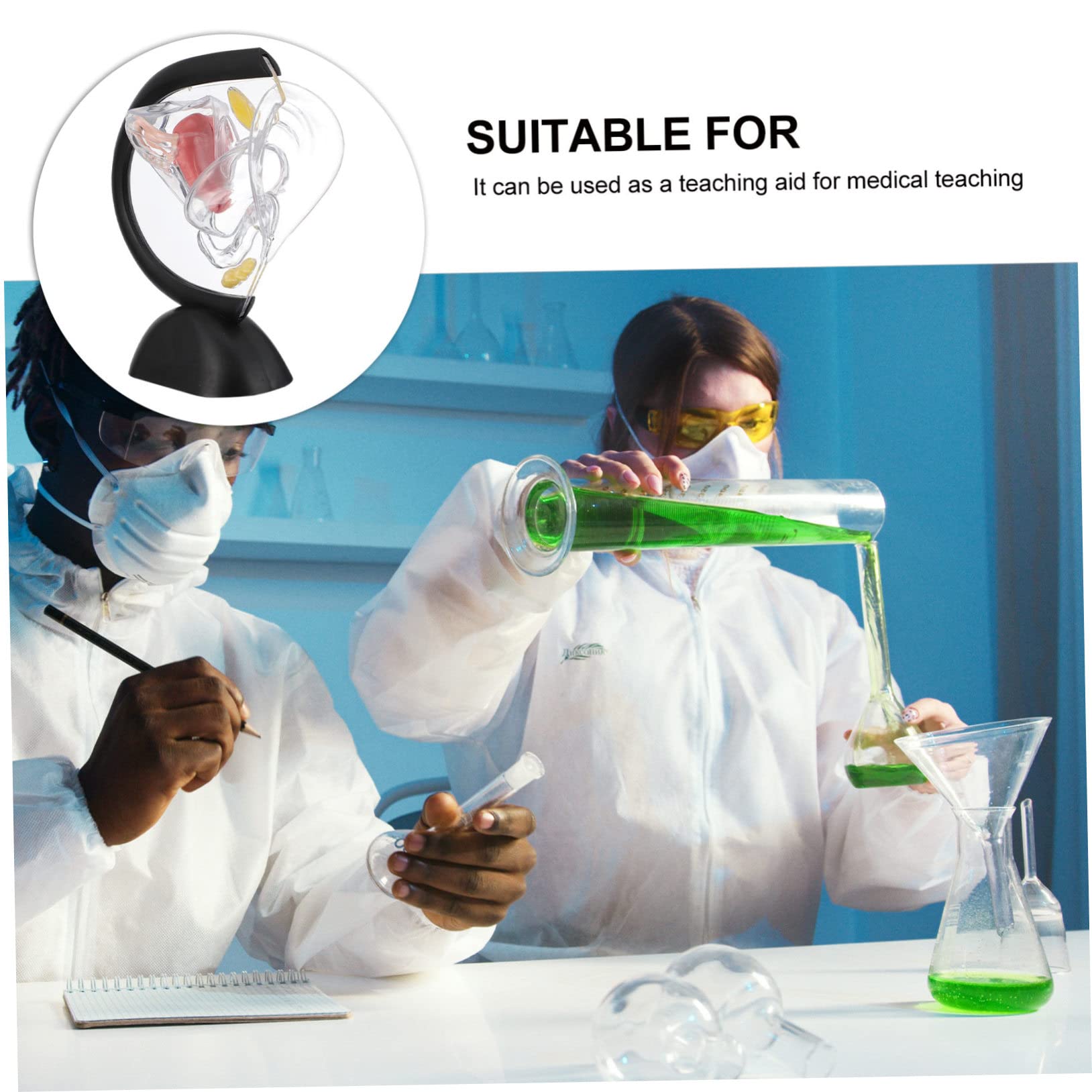 Modelo Médico de Útero Transparente Visible en Pvc para Enseñanza | Estructura Interna de Pared, Material Didáctico para Educación y Investigación Médica, Grupo Profesional Sanitario