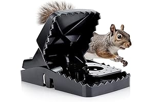 Squirrel Trap to Eliminate Destruction