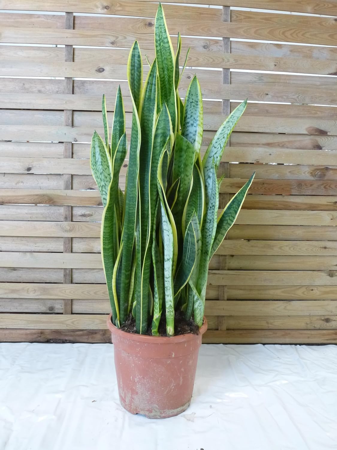 [Palmenlager] XL Sansevieria "laurentii" 100 cm - 24 cm Ø Topf - Bogenhanf - Schwiegermutterzunge/Zimmerpflanze