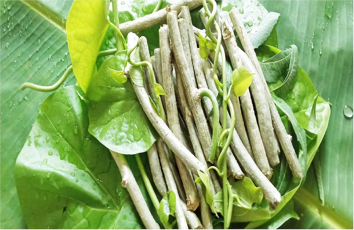 13 of pack Fresh Neem Tree Giloy Plantation Sticks Stems (6 -Inch) (Natural Immunity Booster), Green