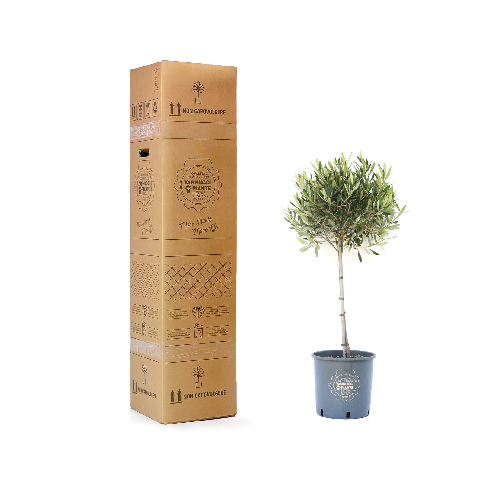Vannucci Piante - Olea europaea Frangivento, Olivo, Pianta vera in vaso, Pianta da frutto, Mini alberetto