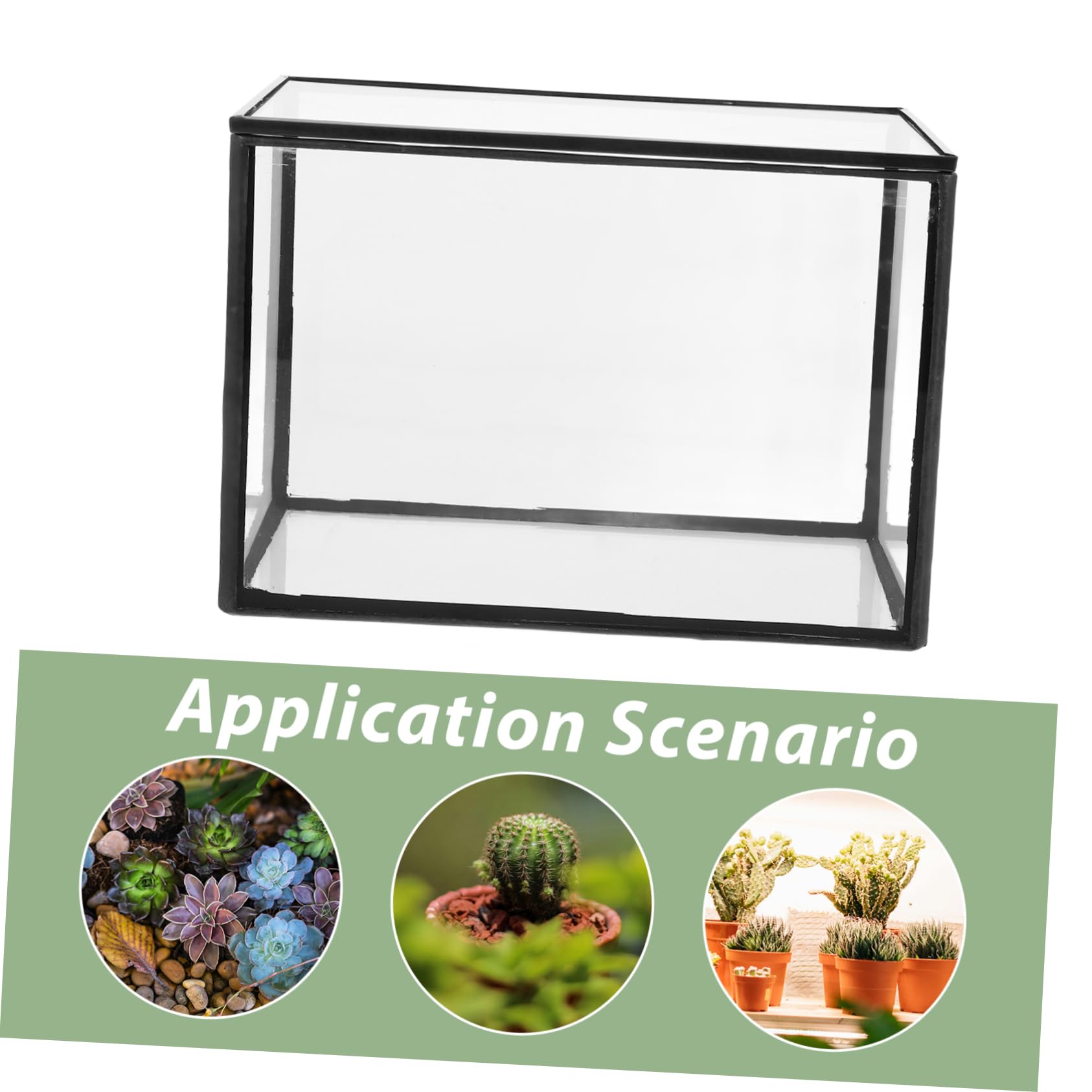 Terrario in Vetro Semplice per Piante e Fiori da Tavolo