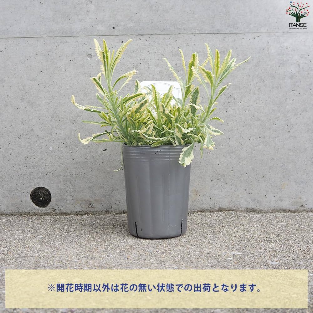 Amazon.co.jp: ラベンダー・メルロー 3号ポット 8個セット【品種で