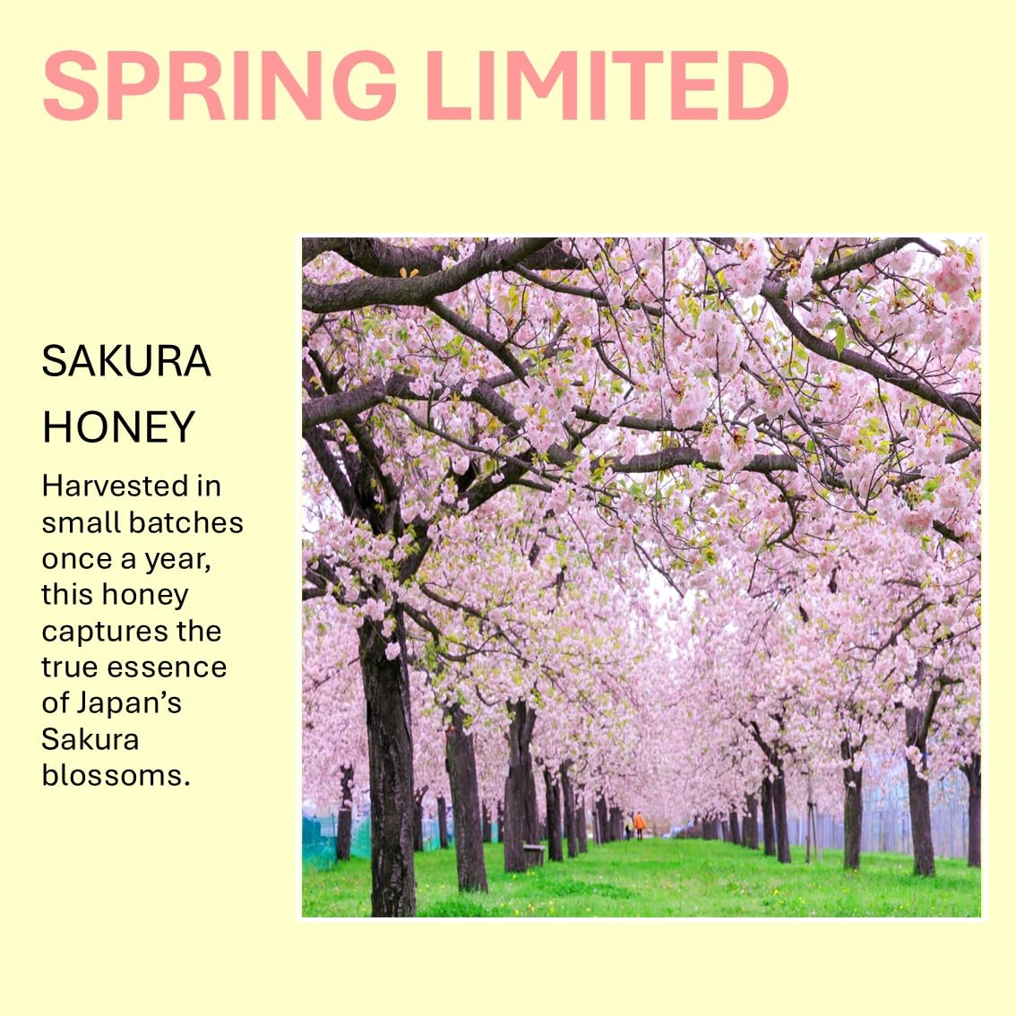 Amazon.com : Sakura Honey, Made in Japan, 100% Pure & Natural