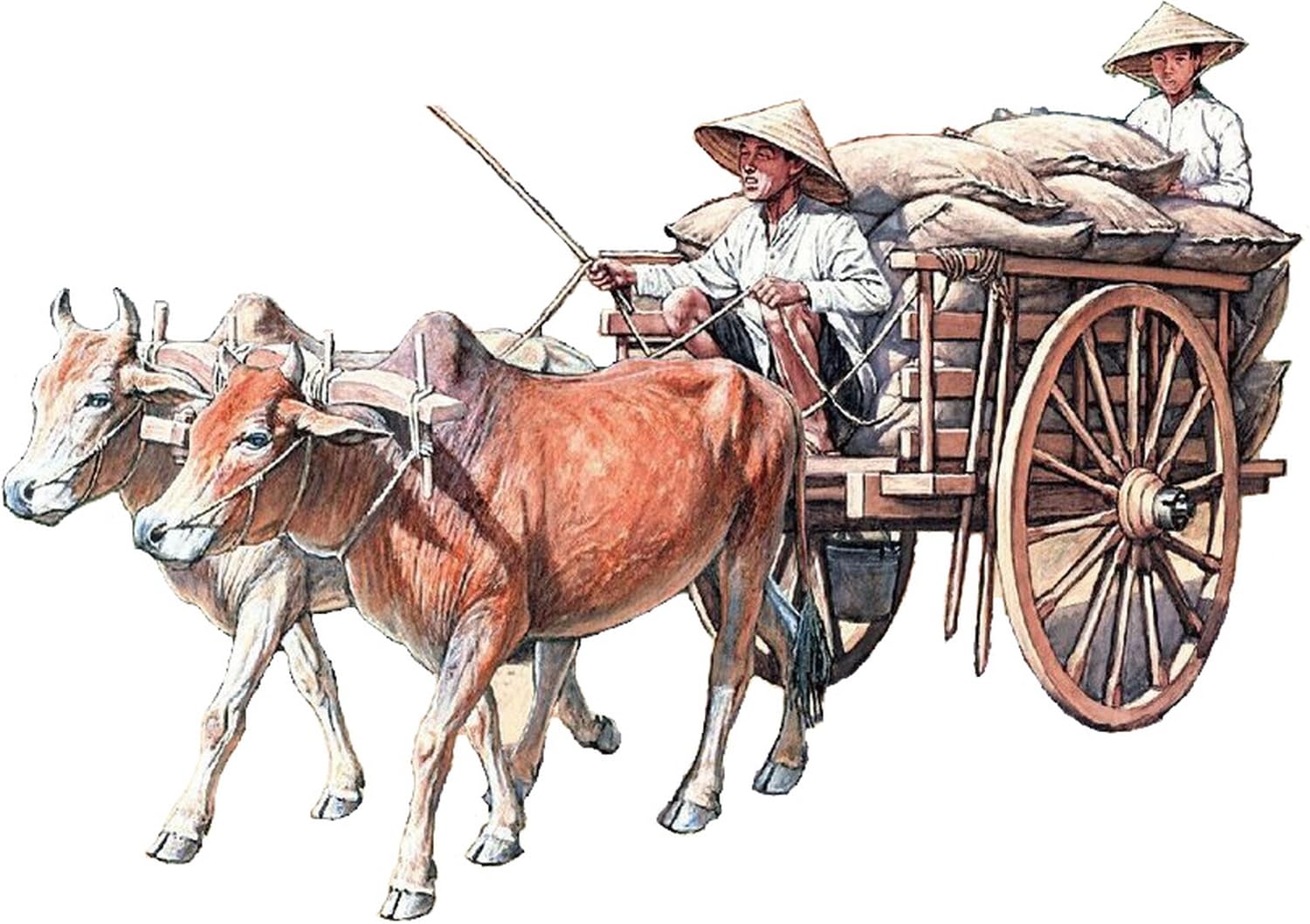 Amazon.com: Gecko Models - 60's-70's Vietnamese Farmer Cattle