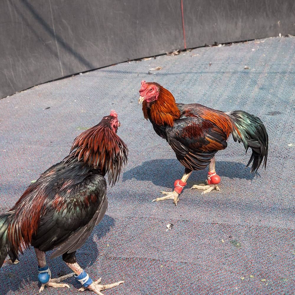 Xem chân gà đá tốt: Chuyên gia DAGA chia sẻ kinh nghiệm