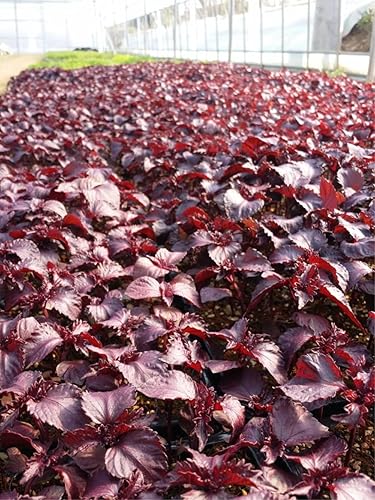 Miniatura 2 de Bolsa de té orgánico natural puro de Perilla Frutescens - 50 bolsas de té (filtros biodegradables de bolsas de té de ácido poliláctico)