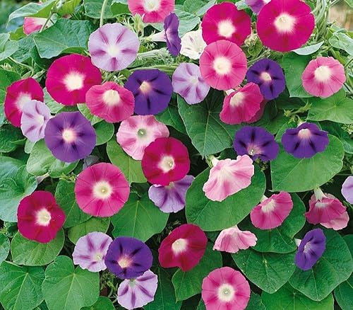 Semillas Morning Glory Purple Mix Flower Anual al aire libre Jardín cortado para plantar sin OMG