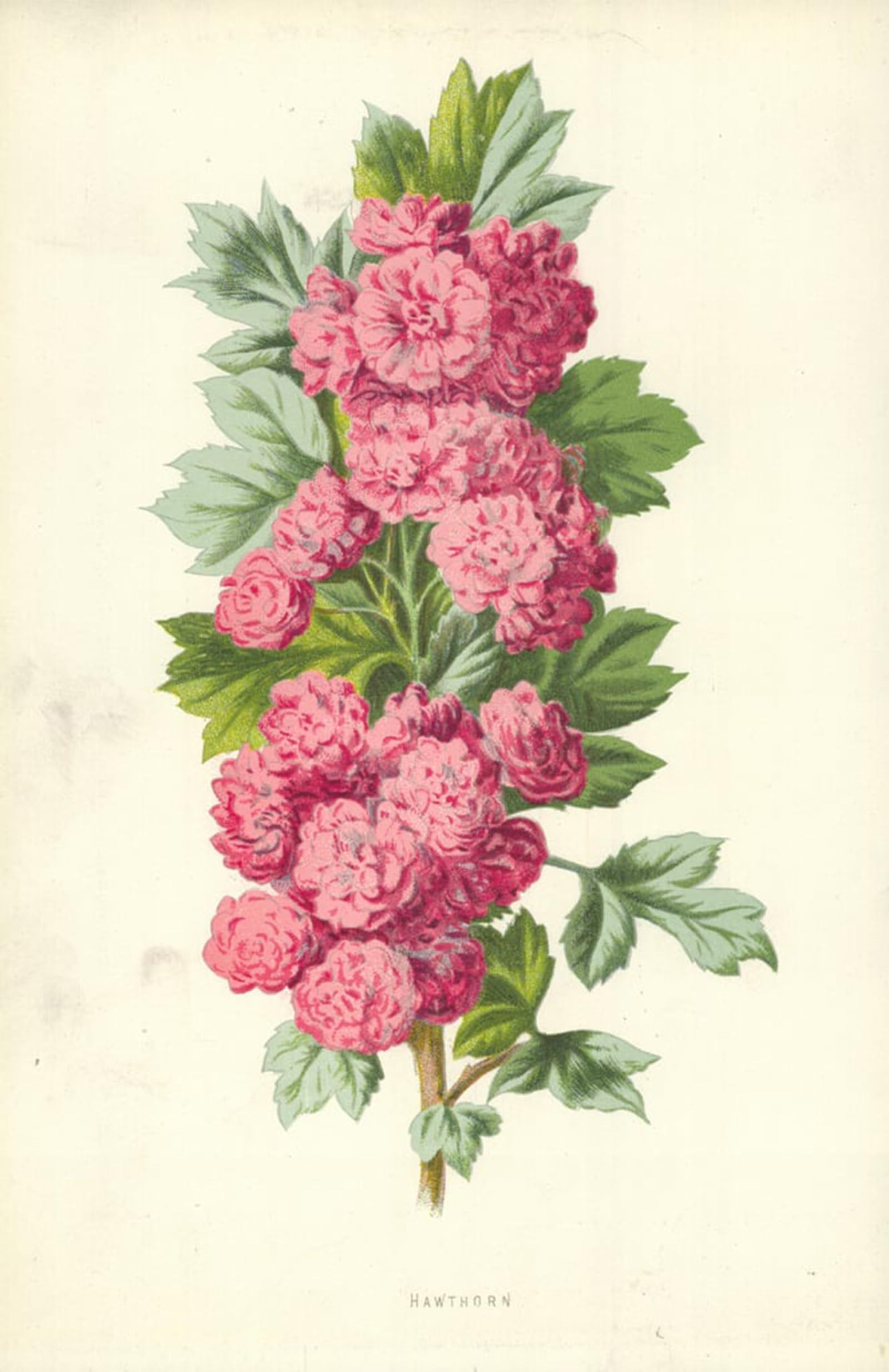 POSTERIIk Famous Print Pop Art Wall Art Graffiti Hawthorn by Frederick Edward Hulme Art Prints for Home Decor 60x90cm