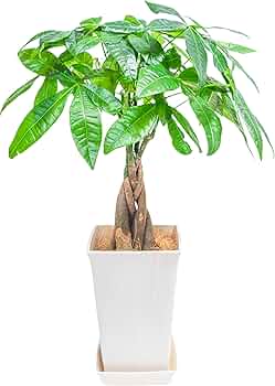 7189ZoigpUL._AC_UF350, 7189ZoigpUL._AC_UF350,