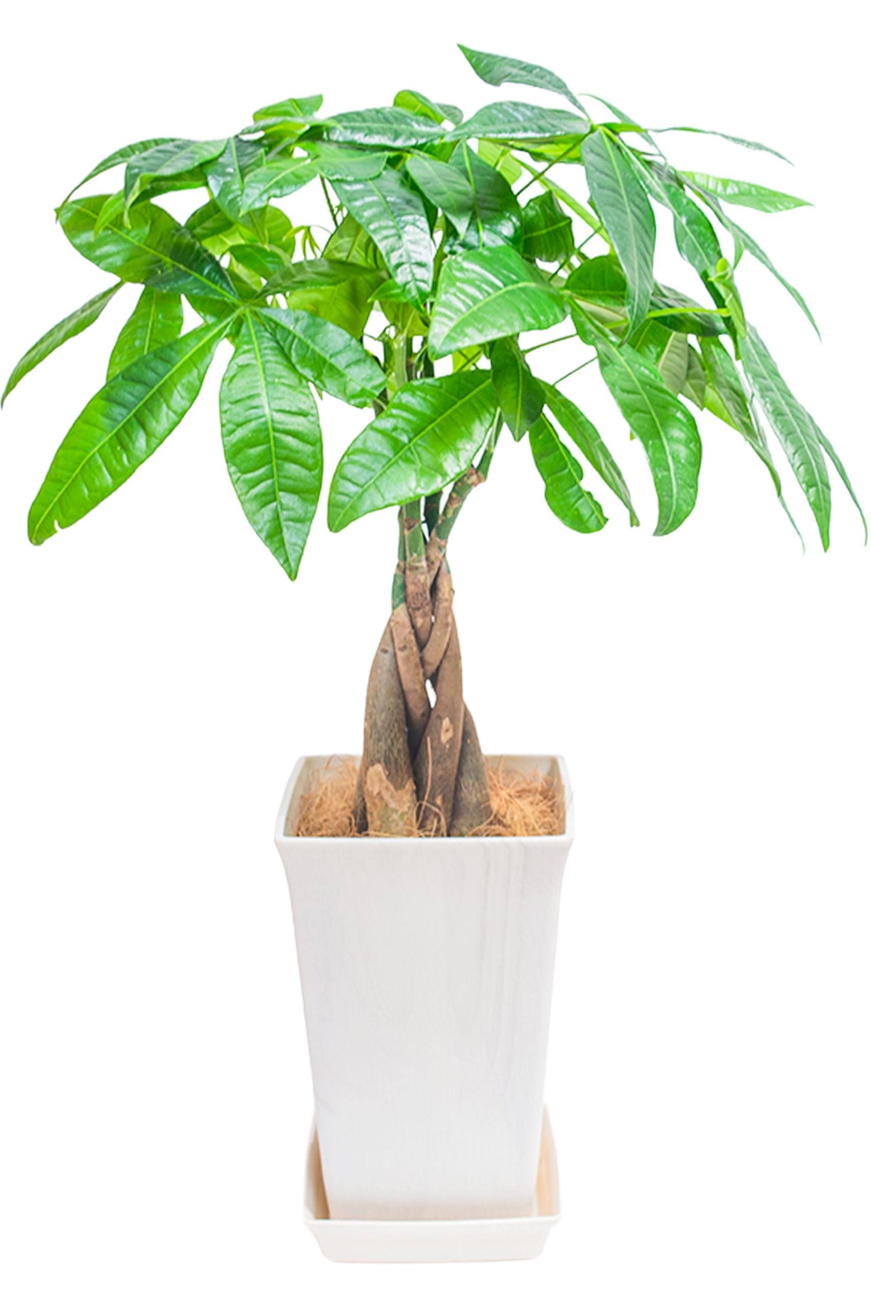 Amazon｜[ miipas ] パキラ 5号鉢 観葉植物 本物 ねじり