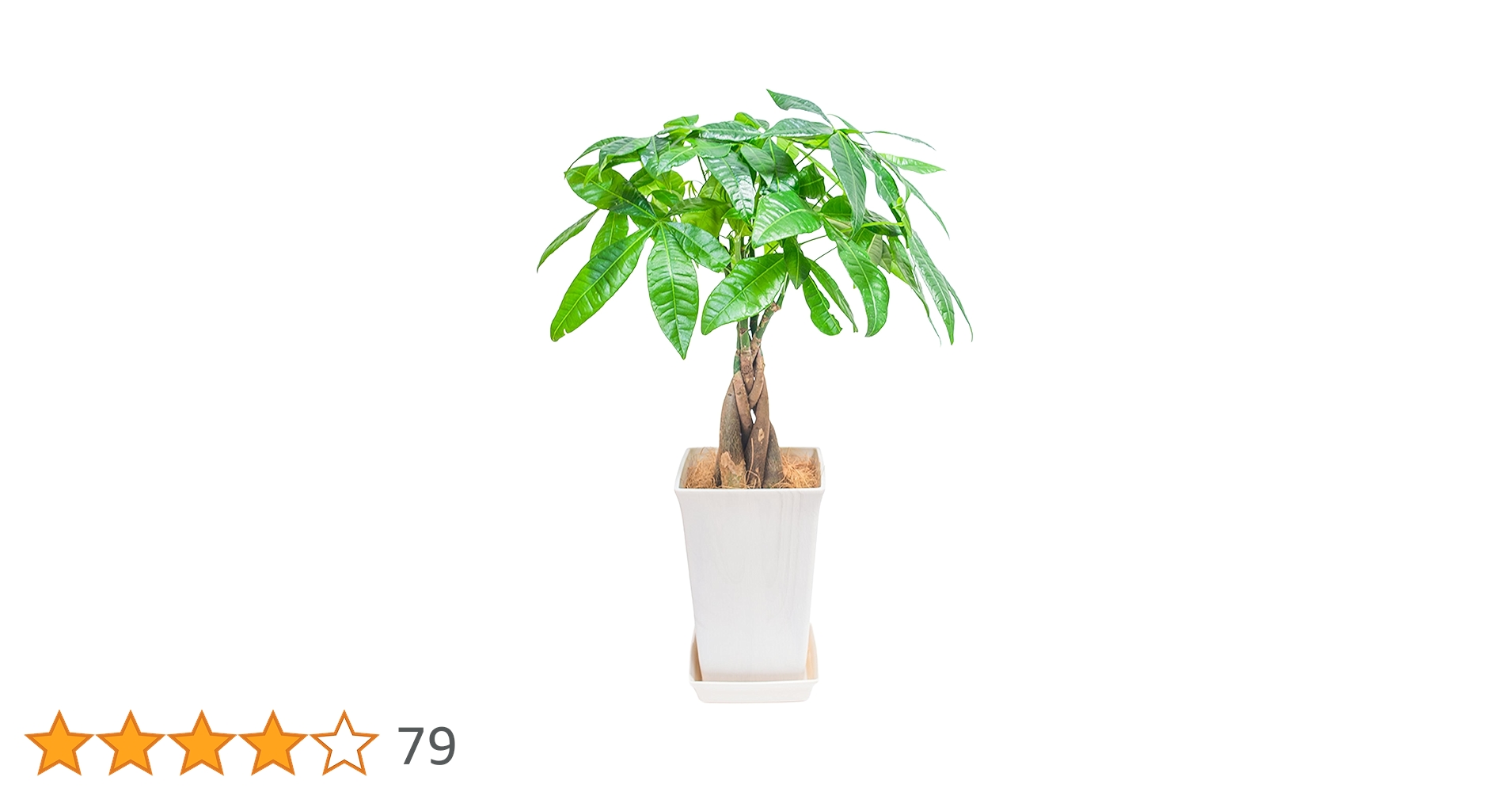 Amazon｜[ miipas ] パキラ 5号鉢 観葉植物 本物 ねじり 編み込み 幸運