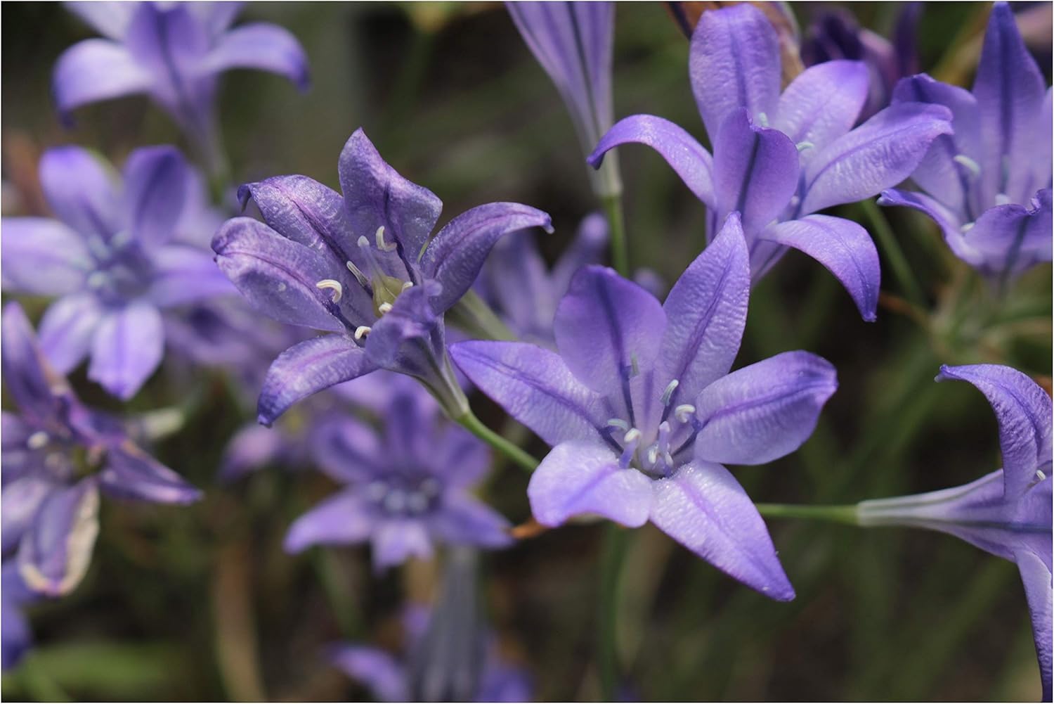 20 Triteleia Queen Fabiola Brodiaea Autumn Planting Bulbs Spring Summer