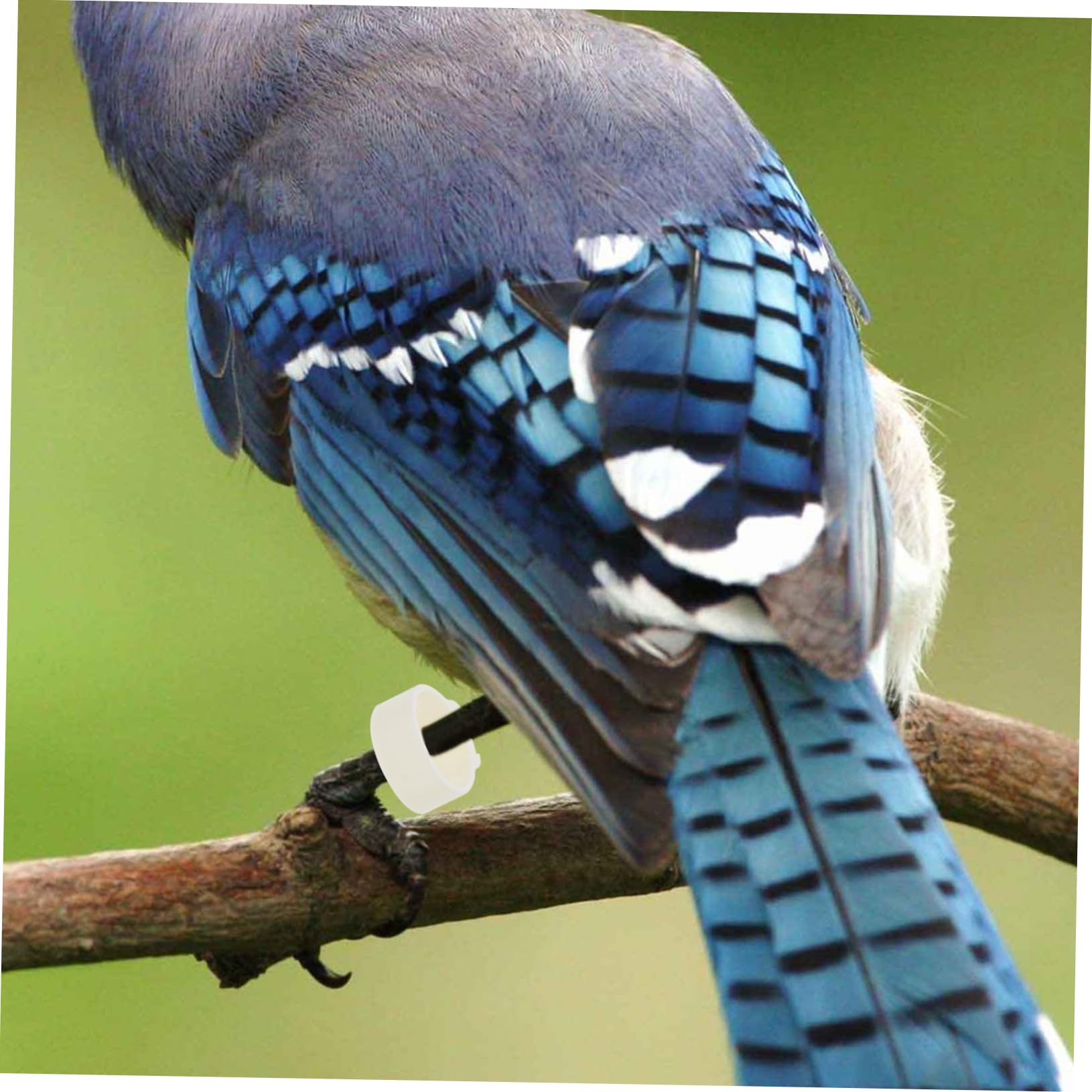 BESPORTBLE 900pezzi Anelli Identificativi per Piccioni e Pappagalli Anelli Leggeri Plastica Colorati per Uccelli Facile Identificazione e Classificazione