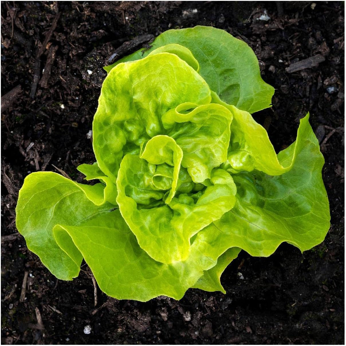 Everwilde Farms - 1 Lb Organic Tom Thumb Leaf Lettuce Seeds - Gold Vault Packet