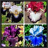 Art des Verkaufs: Irisbirnen. Alasines Langlebige Pflanzen,Geheimnisvolle Blumen,Streben Sie Nach Wunderbouquet Topf Aromatischen Garten Begrünung Iris Rhizome,Schwertlilien Winterhart Staude,-5Zwiebeln,B