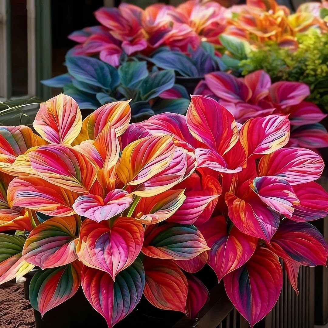 Beautiful Hosta Bulbs UK, Hostas Rhizome for Planting, Hardy Perennial, Excellent Display, Natural Organic-15 Bulbs-C