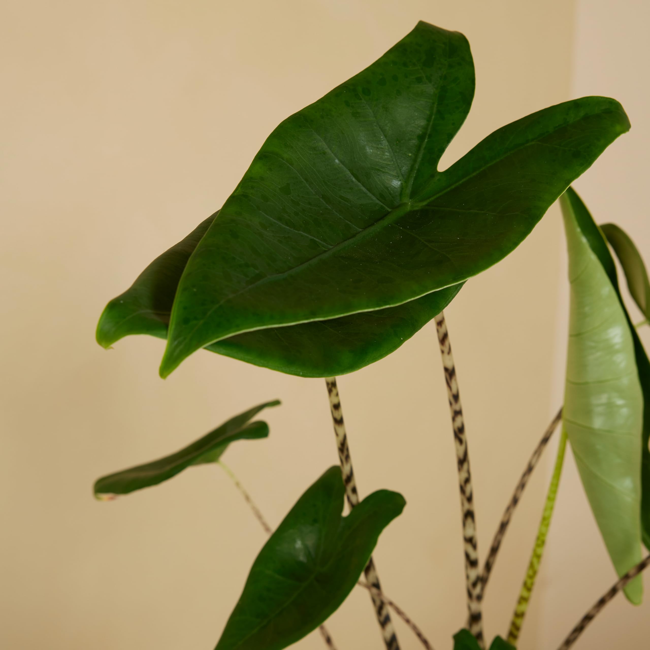 Bloomique - Set di 2 - Alocasia Zebrina - Orecchio di elefante - Piante da appartamento - Purificatrici dell'aria - Altezza 50-70 cm - Vaso da 17 cm