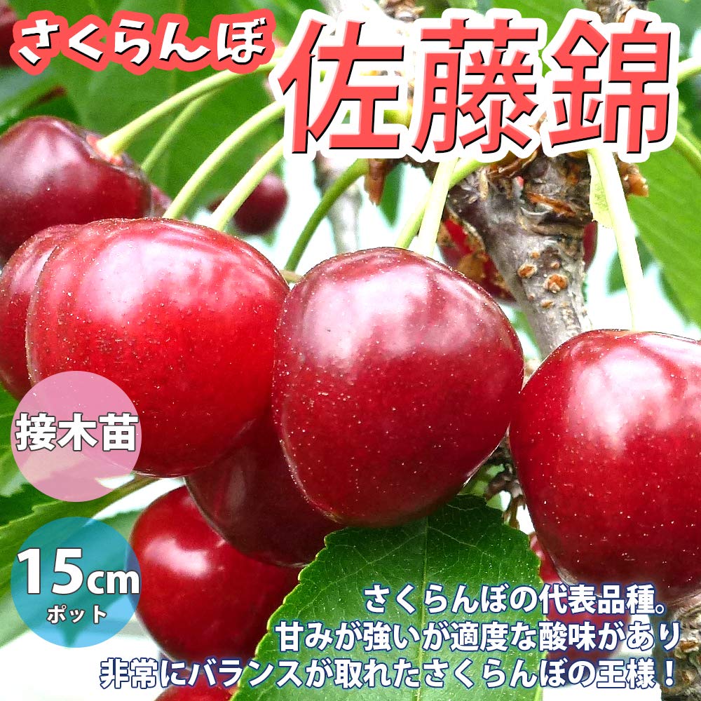 Amazon.co.jp: ITANSE さくらんぼの苗木 品種 佐藤錦 品種で