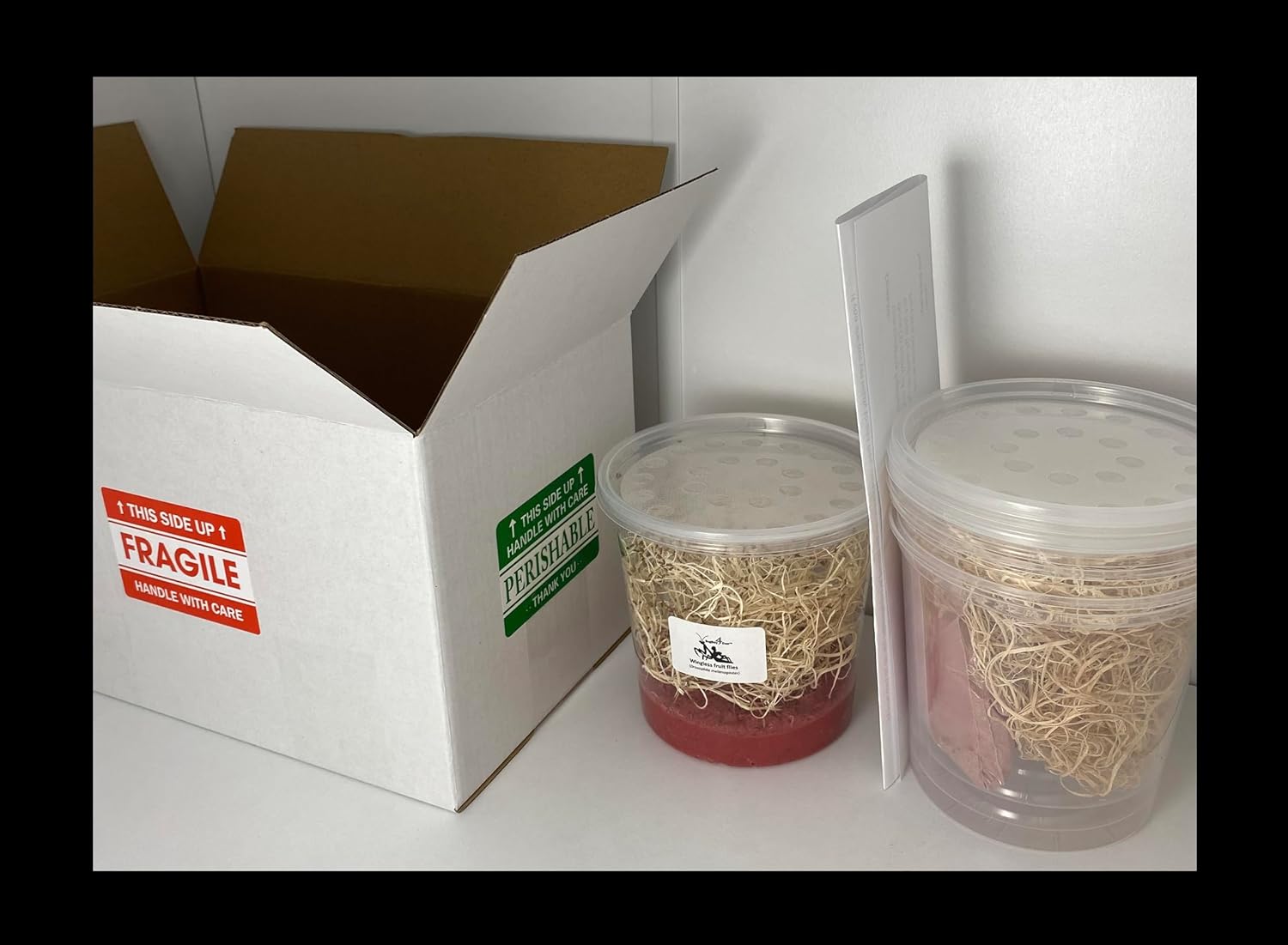 Wingless Fruit Fly (D. melanogaster) Culture kit - Includes: 1 Complete Culture, 3 Empty containers with lids, 4 oz Dry Medium, Wood Wool, and Instructions