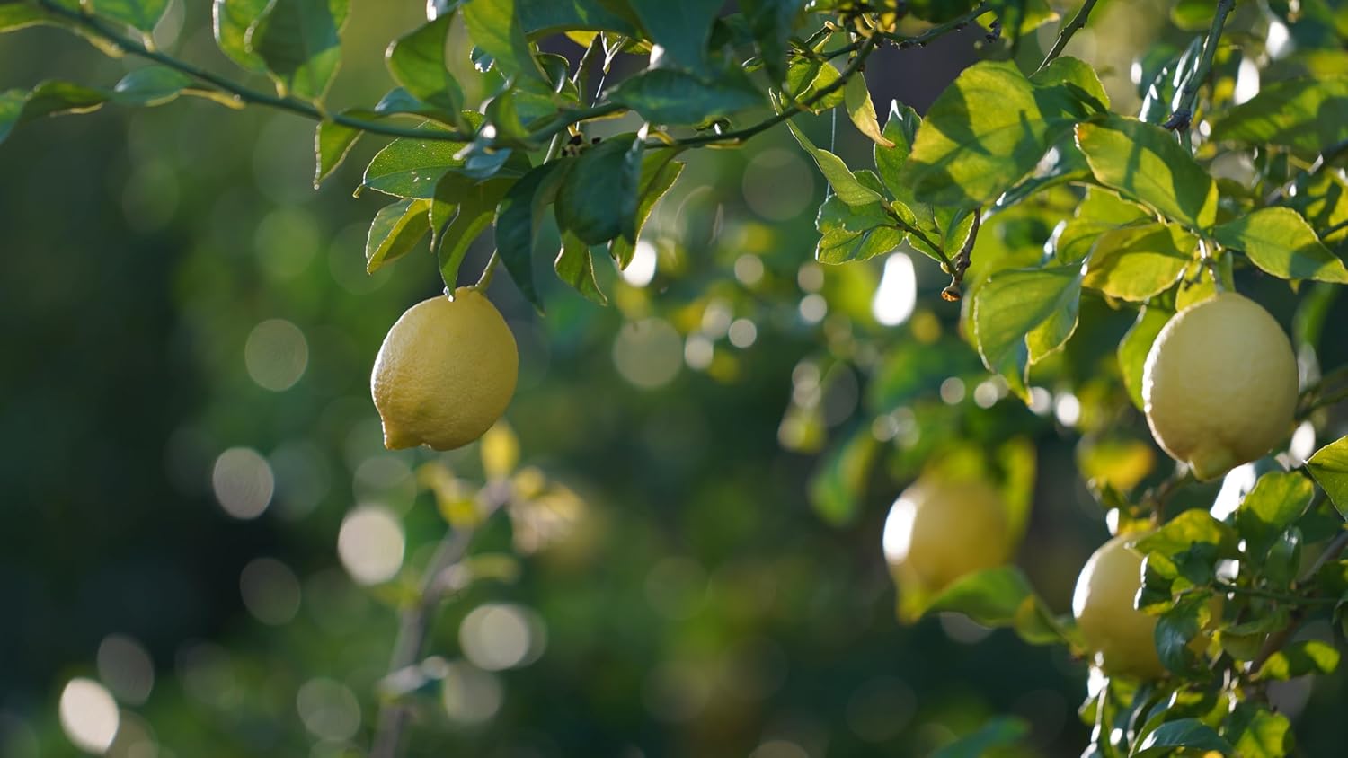 Fresh Organic Lemons from California Farm - Just-Harvested Non-GMO Unsprayed Unwaxed Uncoated Veganic Chemical-Free - 10lbs - Lisbon Lemon Variety for Juicing, Zesting, Cleansing, Baking, Cooking, Limoncello - Zava Ranch