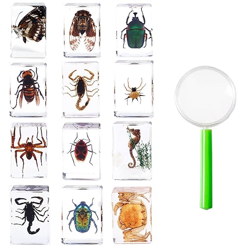 Juego de 6 piezas de insectos en resina, muestras de insectos reales de pisapapeles para niños, educación científica, rarezas y curiosidades,