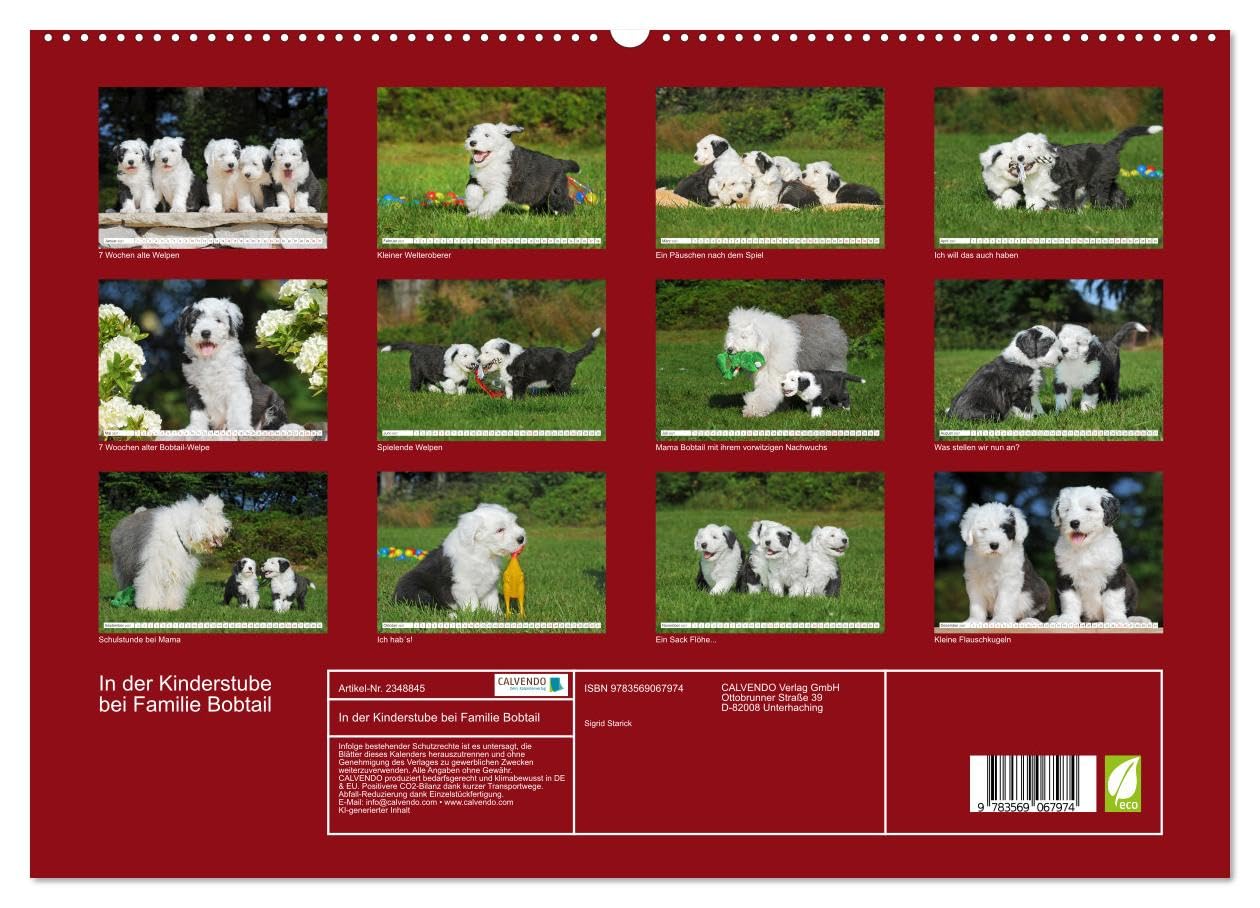 CALVENDO - In der Kinderstube bei Familie Bobtail (hochwertiger Premium Wandkalender 2027 DIN A2 quer), Kunstdruck in Hochglanz: Einblicke in die Bobtail-Kinderstube auf 12 bezaubernden Bildern