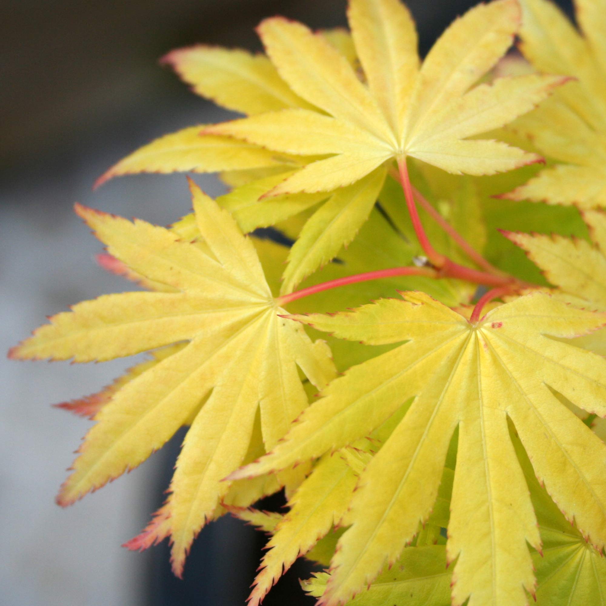 Acer shirasawanum "Jordan" | Acero giapponese Pianta da giardino deciduo Arbusto in vaso