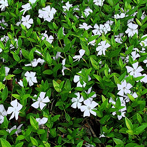 1 PETITE PERVENCHE VINCA MINOR'ALBA' ARBUSTE PERSISTANT PLANTE DE JARDIN EN POT