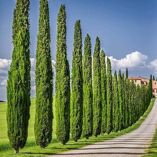 Miniatura 2 de Semillas de ciprés italiano para plantar | 50 semillas | Semillas exóticas de árboles de hoja perenne para cultivar, ideales para paisajismo y filas